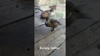 burung belibis 🦆🦆#burung #burungbelibis @burung @veral