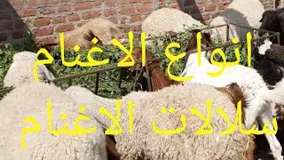 ما هي سلالات الاغنام في مصر  و انواع الاغنام 