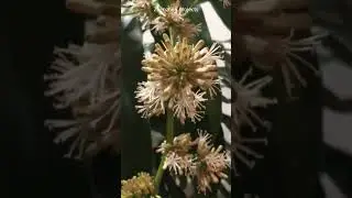 Dracaena fragrans blooming # 2527 #shorts