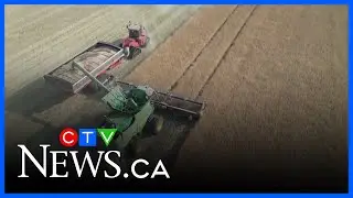 Chinese canola market can't be 'replaced overnight': producer | Alberta Primetime