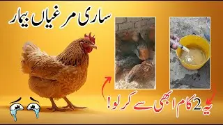Sardi Shuru! Ye 2 Ghaltiyan Na Karo Warna Murghiyan Beemar Pad Jayengi! 🐔❄️