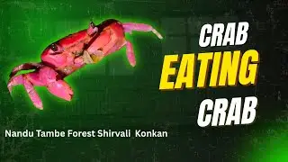 Crab Eating A Crab #wildlife #crab #foodchain #nature #konkan 