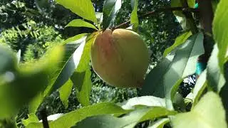 Elberta Peach Tree Update