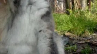Lemur catta grooming himself