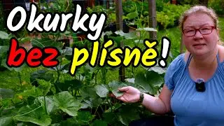 🛡️🥒 Jak mít OKURKY BEZ PLÍSNĚ až do podzimu? Prevence plísně okurkové