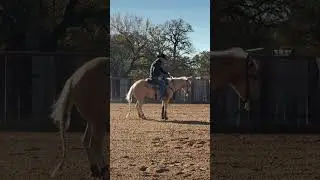 Two Year Old Shiners VooDoo Dr    &ldquo;ANGEL&rdquo;