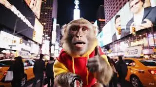Funny viral monkey vlog video , The NYC