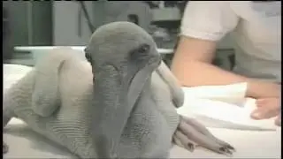bird rescue