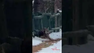 Avvistamento di un lupo in Fondation Grand Paradis