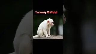 white monkey 🤗🤗🤗