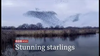Murmurations of starlings time again in the UK and we see them dance in the sky & roost -16/Dec/2025