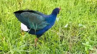 KALIM PAKHI FARM SYLHET কালিম পাখির খামার বাগানে ছেড়ে লালন পালন করা হচ্ছে