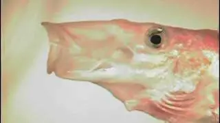 Suction feeding by Petenia splendida, the red bay snook