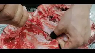 How to butchering a beef on the table hunter mode part 4