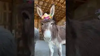 Gr&uuml;&szlig;e die YouTube Gemeinde 🎉😉👋 #funny #viral #video #shorts #short #youtube