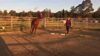 Join Up Lesson at Sterntaler Equestrian Services [ Part I]