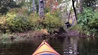 Fox on the run, Fox hunt on the side of the Ipswich River,  Ipswich, MA