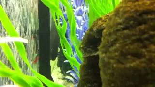Redtail Shark vs Rainbow Shark (SHARK FIGHT 2)