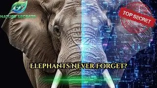 Elephants Never Forget? | The Hidden Power of Animal Memory