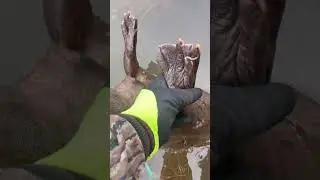 Успешная ловушка для бобров! Смотрите.