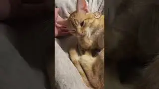 Mischievous Cats | Funny Cats #petsbeinggoofy  #animalcomedy