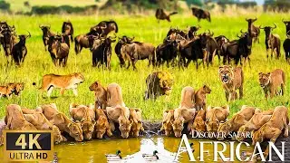 4K African Wildlife 🐾 Discovery Live Safari with Unbelievable Nature Moments Gentle Piano Reflection