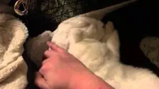 Sweet little sleeper Marshfellow