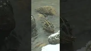 Гаршнеп / Jack Snipe