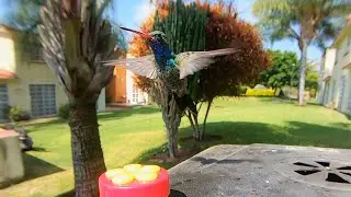 Ajijic Chapala Guadalajara Mexico-Hummingbirds.