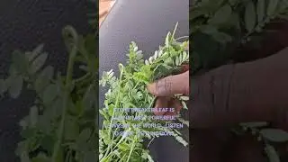 STONE BREAKER LEAF IS AMONG MOST POWERFUL LEAVES IN THE WORLD ..LISTEN TO SOME ITS FUNCTIONS.