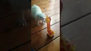 Ferret stashes toy#shorts#ferret