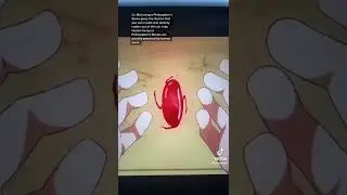 What is Philosopher&rsquo;s Stones from Fmab #fullmetalalchemist #fmab #edwardelric #anime #manga