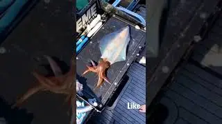 Color Changing Fish | #fun #instagram #enjoy #funny #love #sunshine #danger