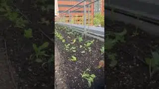 Green City Growers Garden Update from One Memorial Drive, May 14th 2021