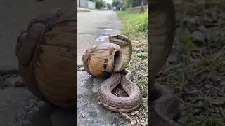 snake in snail shell