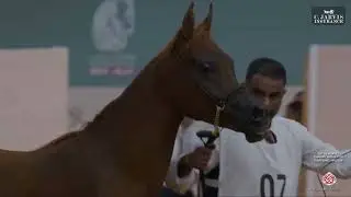 N 7 ASSRAR EL ASSIL   1st Al Asayel Championship for Purebred AH 2025   Yearling Fillies Class 1
