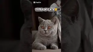 Siamese cat, British Shorthair, Maine Coon, type of cats🐱 #cats #catlovers #catshorts #meow #catlife