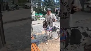 Great Dane &ndash; the gentle giant 🐶❤️#shorts #dog #trending