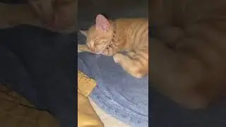 Goodnight guys been a playful day. 💤🩷🐈  #kitten #fypシ゚viral #youtubeshorts #catlover #MsBubbles