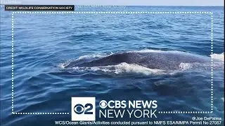 Wildlife Conservation Society researchers encounter whale off NY coast