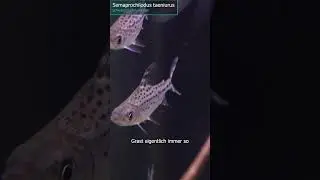 Schwanzstreifen-Nachtsalmler Semaprochilodus taeniurus