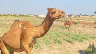 Camel walking on the road 