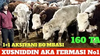 XUSNIDDIN AKA 1-QO’L BO’SHATISHGA 160 TA AVLIKOL ANGUS GREFORD BUQALAR AKSIYA JUDA ARZON AYTILDI.