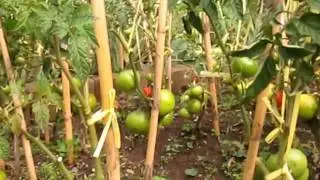 URBAN FARMING IN ABANCAY CITY - APURIMAC - PERU