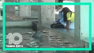 Teen with bone marrow transplant visits CMA's Nicholas the Dolphin