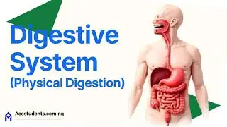 7.2 Human Nutrition: Digestive System: Physical Digestion (GCSE/IGCSE 0610)