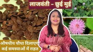 छुई मुई, लाजवंती का इस्तेमाल सेहत के लिए कैसे करें Touch Me Not Health Benefits, Mimosa pudica