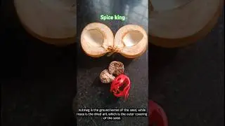 Myristica magic. #mace#जावित्री#nutmeg #जायफल #spice