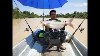 Mancing Patin Besar Sungai Langat Ditemani Buaya