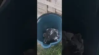 Rescue cat babies in Cyprus
